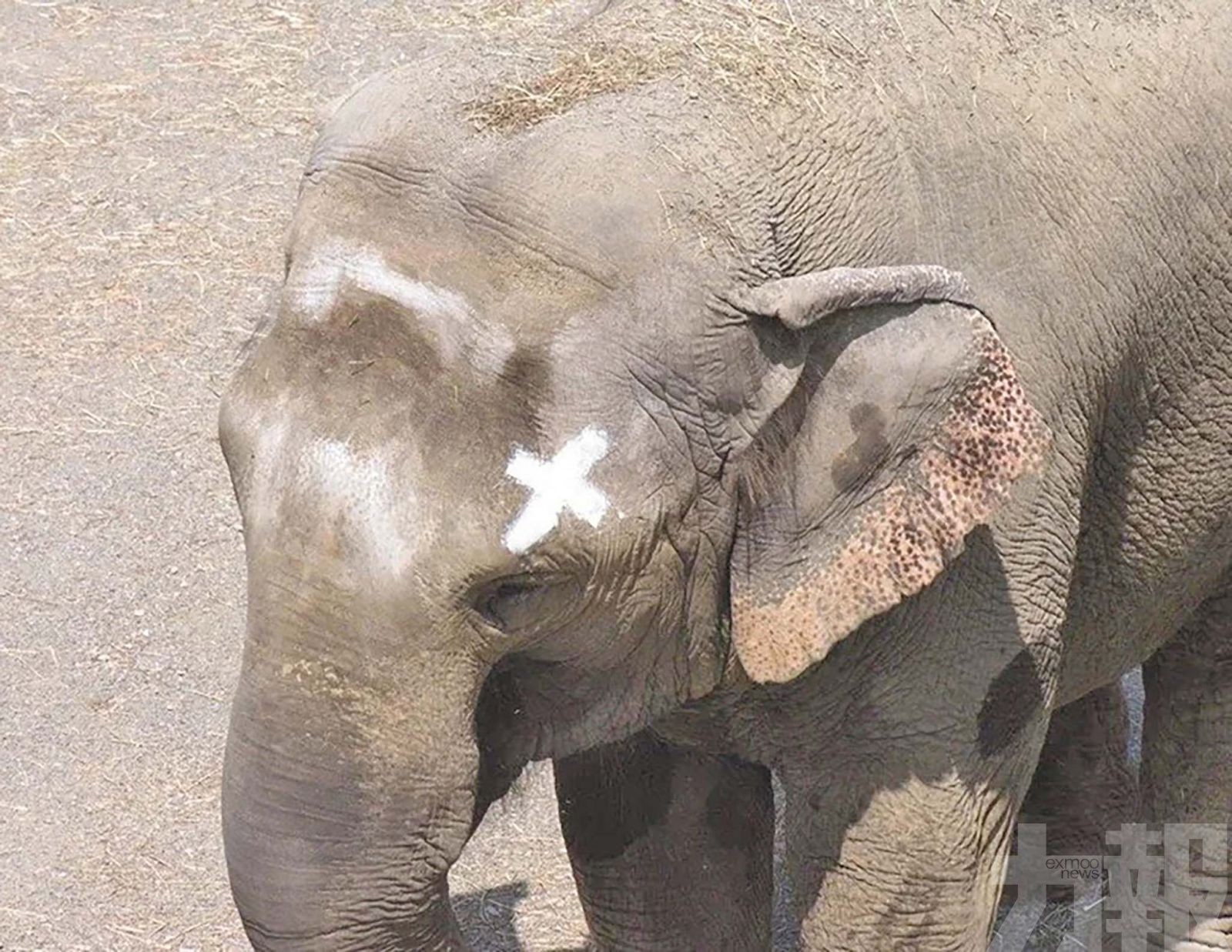 曾掀動物人格權爭議