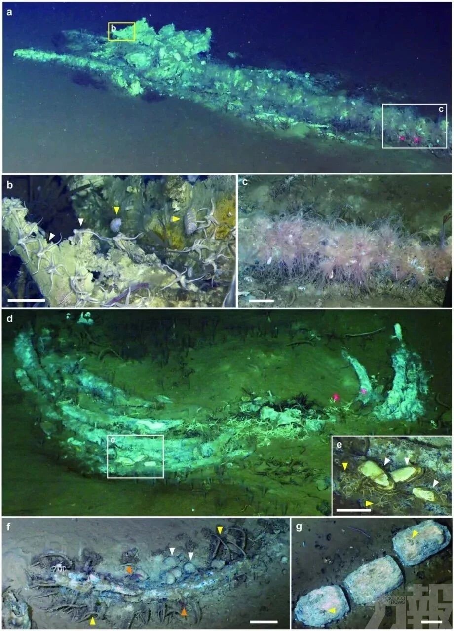 中國團隊發現全球最大「鯨魚墳場」
