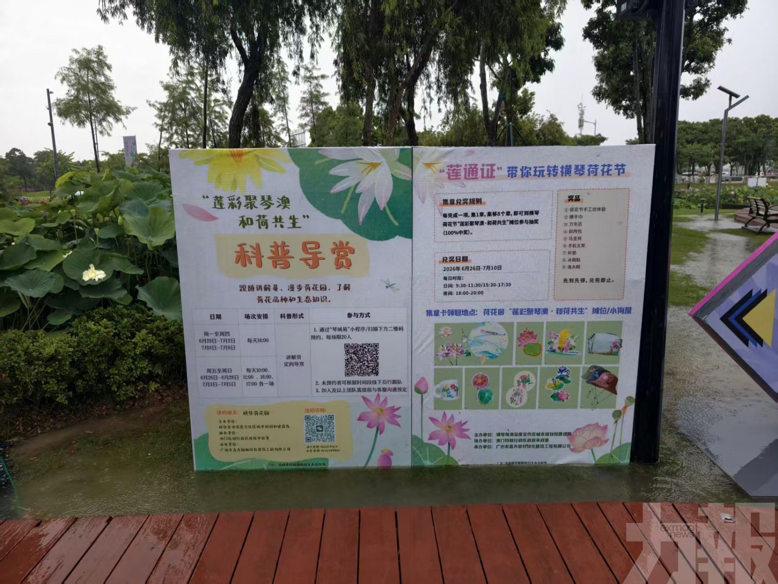 以荷為媒促琴澳交流