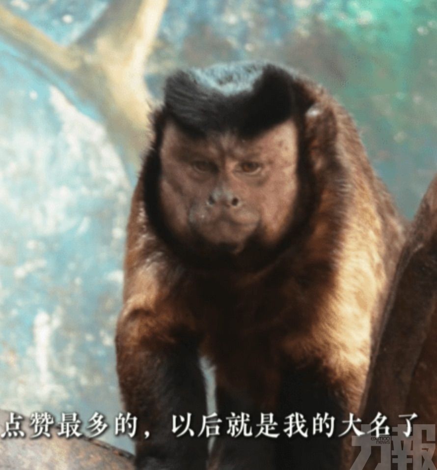 網絡徵名定為「石英俊」