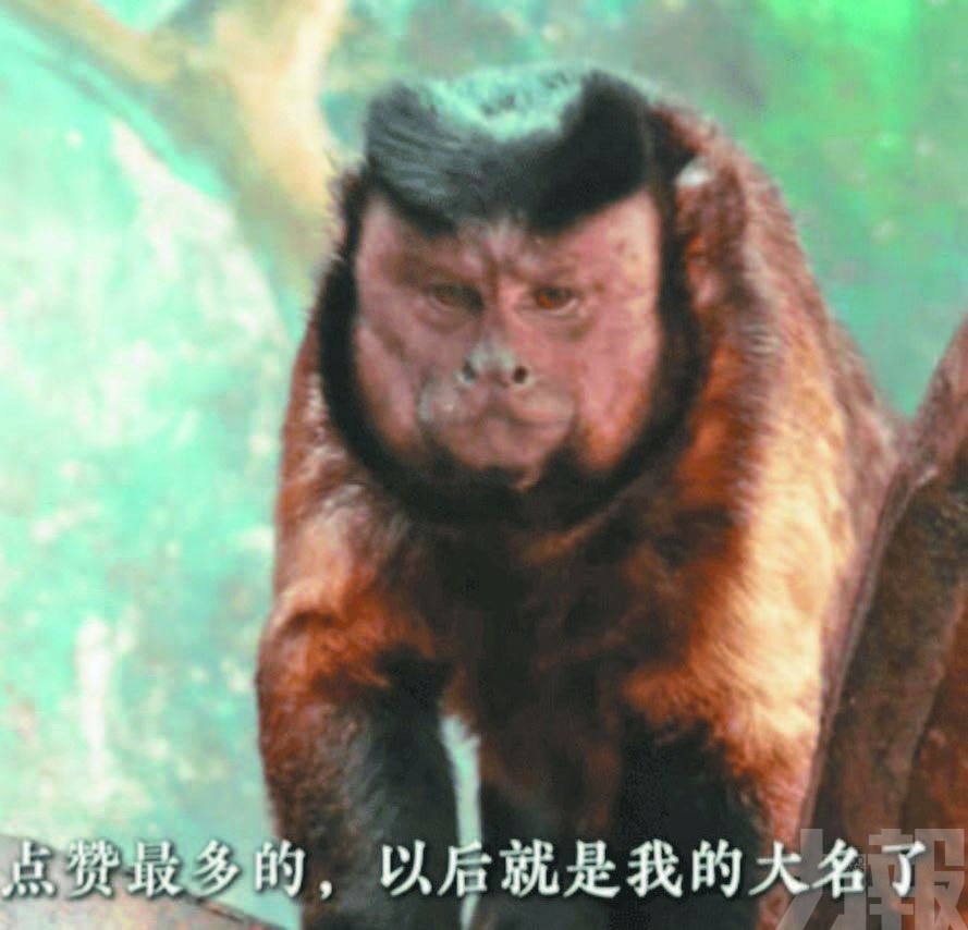 網絡徵名定為「石英俊」