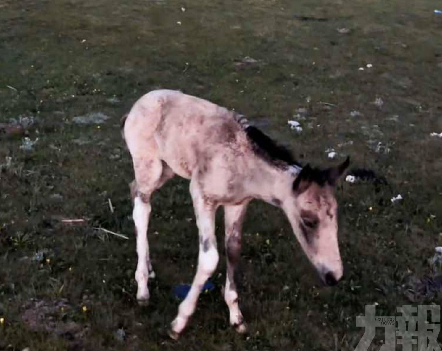 初生幼駒受驚狂奔爆肺死亡