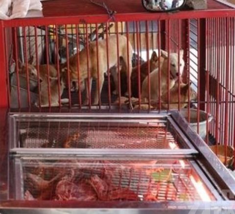 數十萬食用犬去向成謎