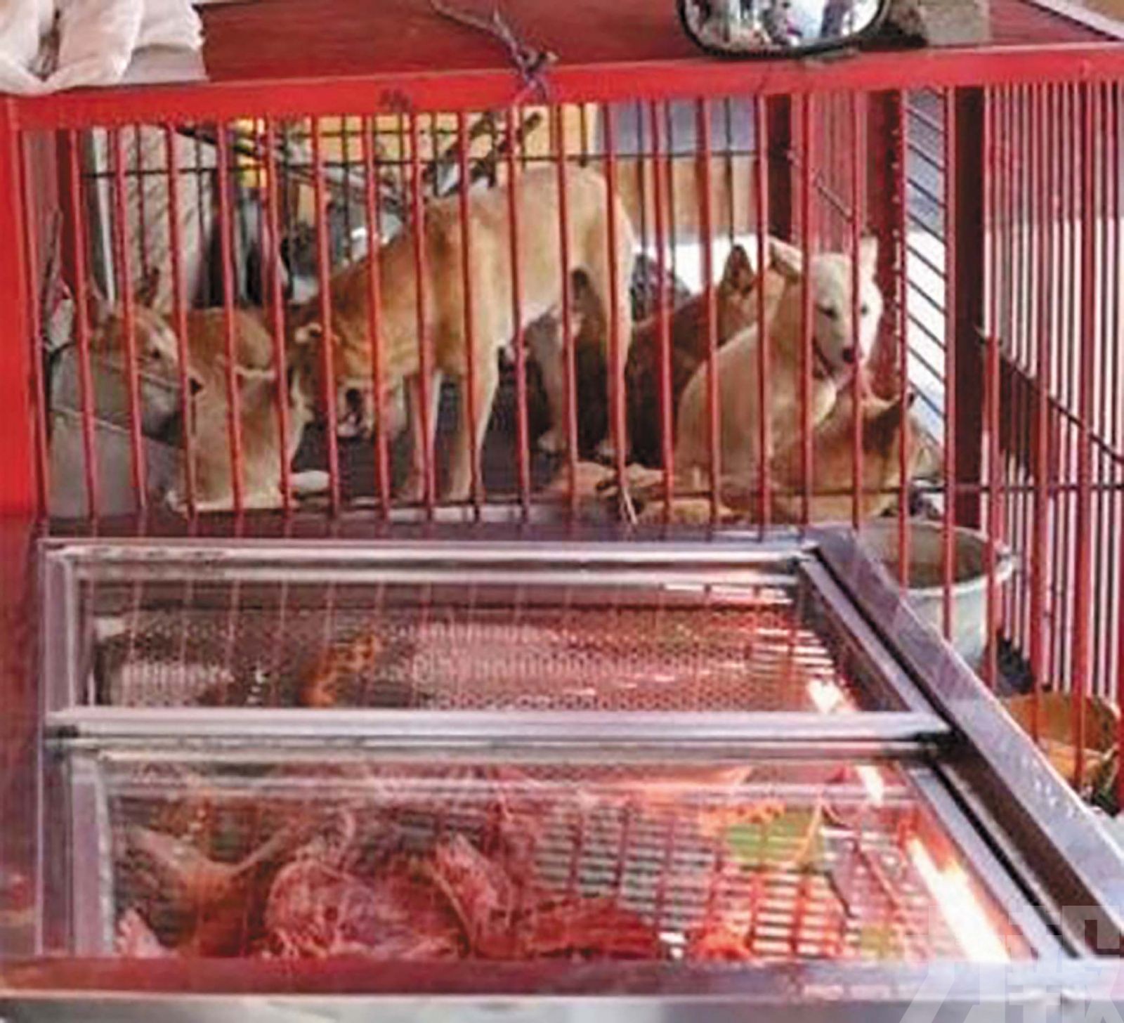 數十萬食用犬去向成謎