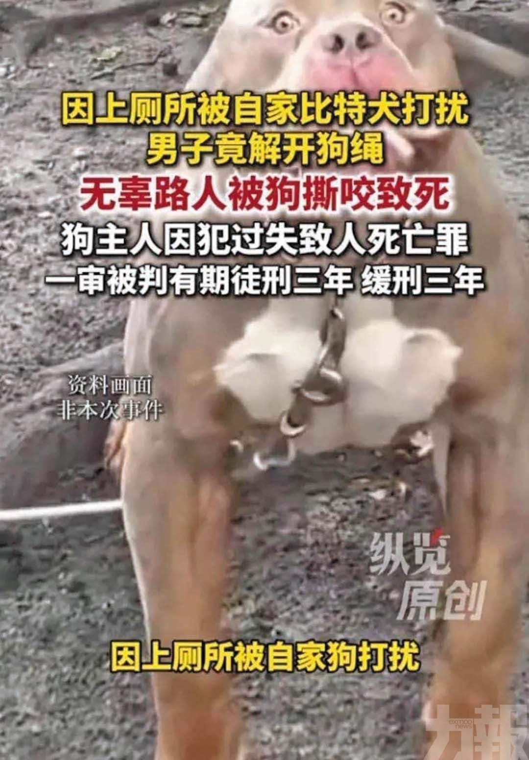 路人遭咬死狗主判緩刑