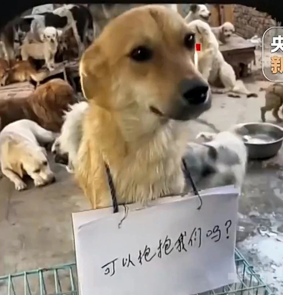 直播團伙虐狗擺拍騙逾250萬元