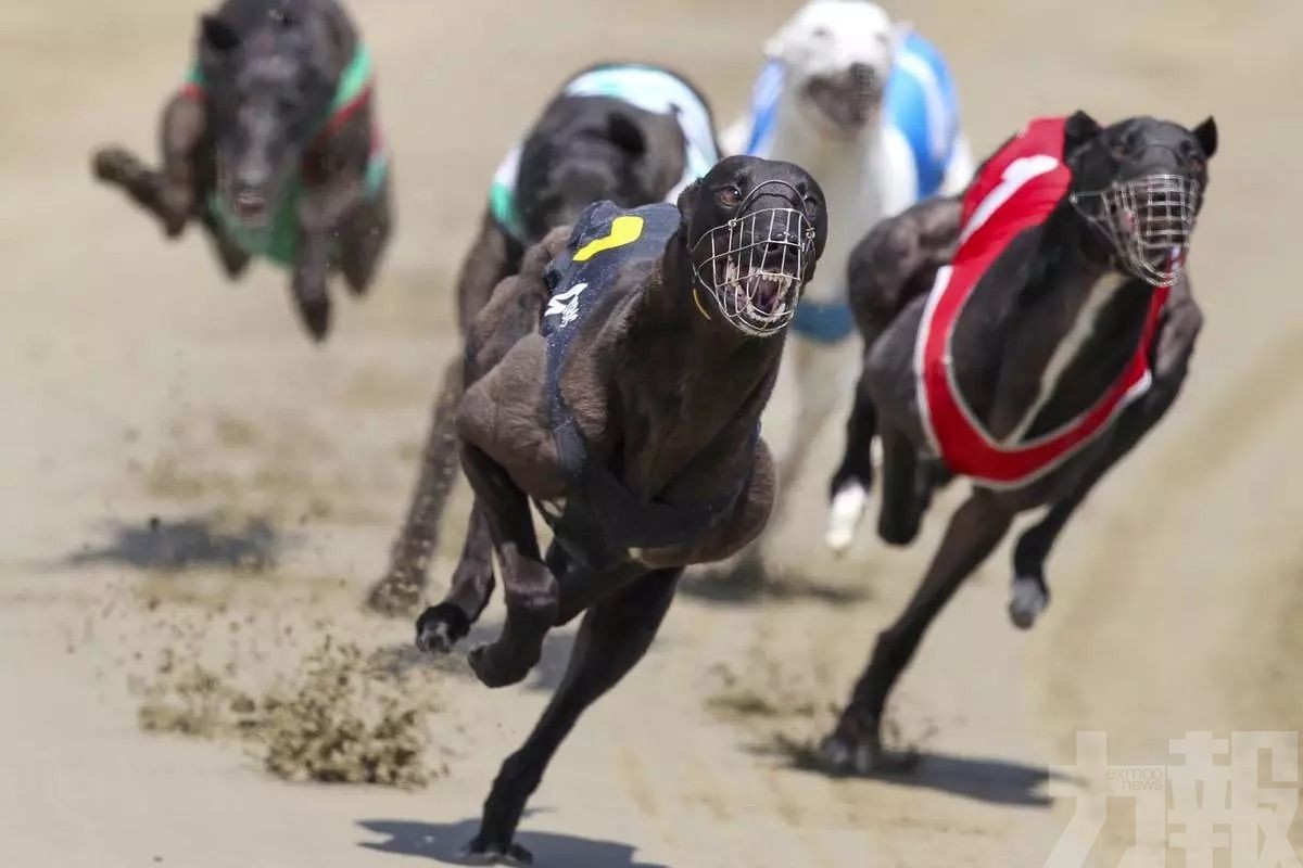 撥6,000萬紐元安置1,400隻格力犬