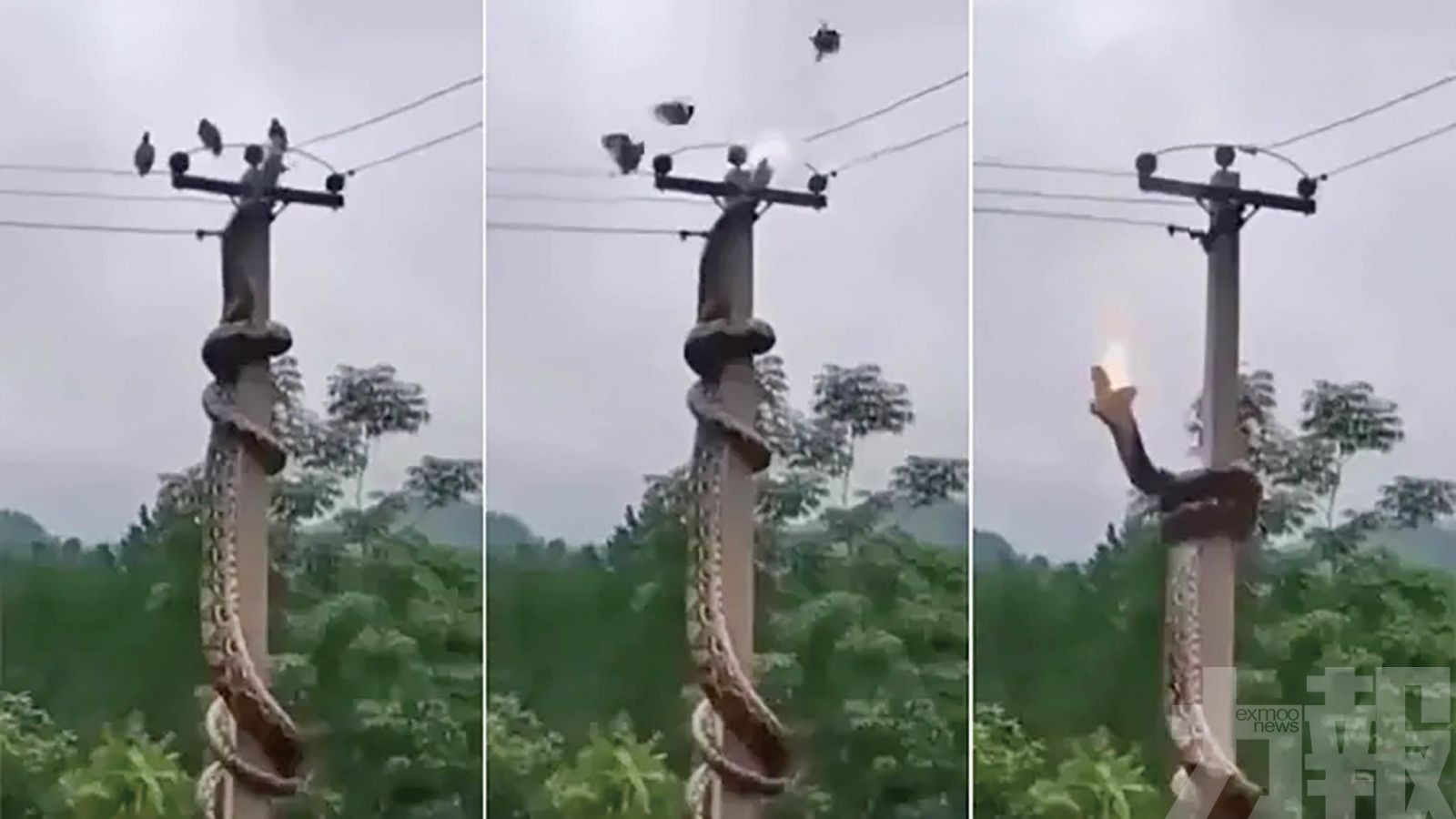 兩度觸高壓電當場喪命