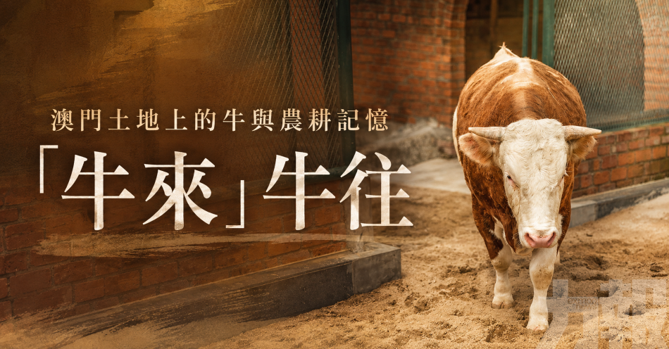 &mdash;&mdash;澳門土地上的牛與農耕記憶