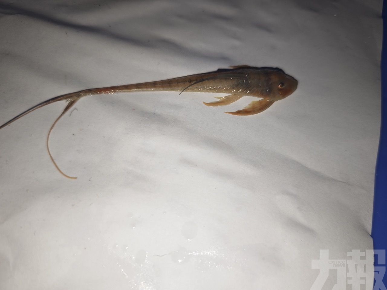 大橋海關辦全國外來種首案