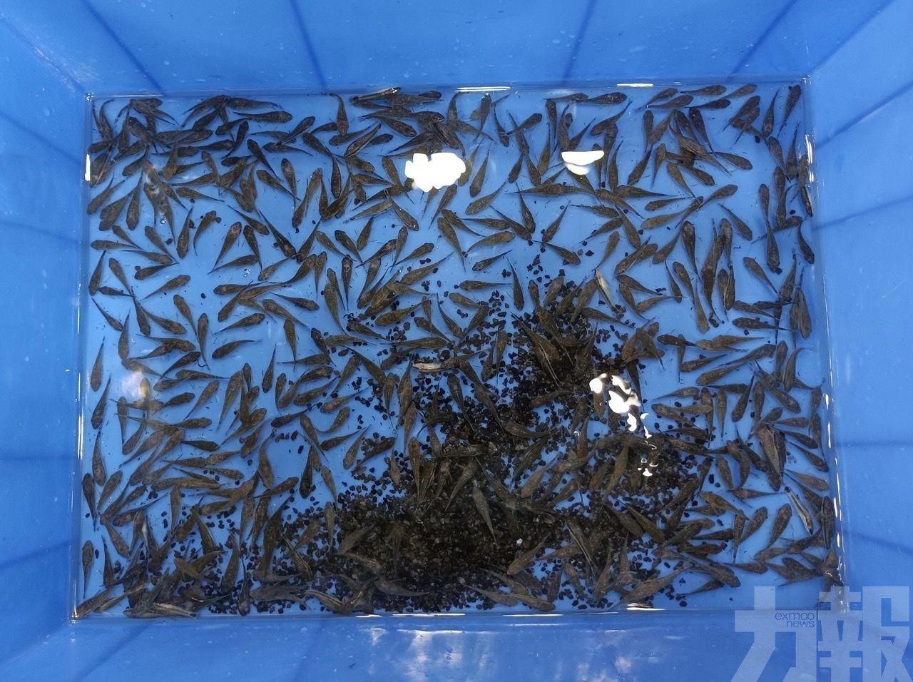 經鑑定屬外來入侵物種