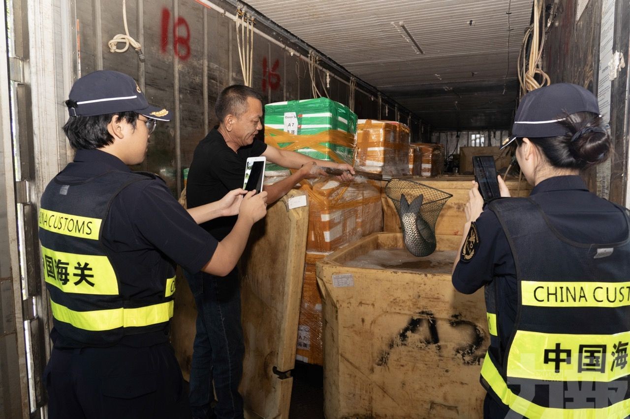 港珠澳大橋全天候賦能灣區保供