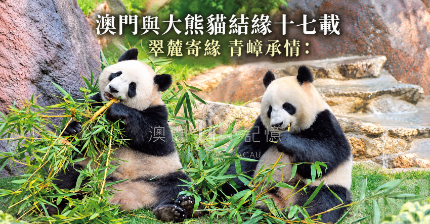 澳門與大熊貓結緣十七載