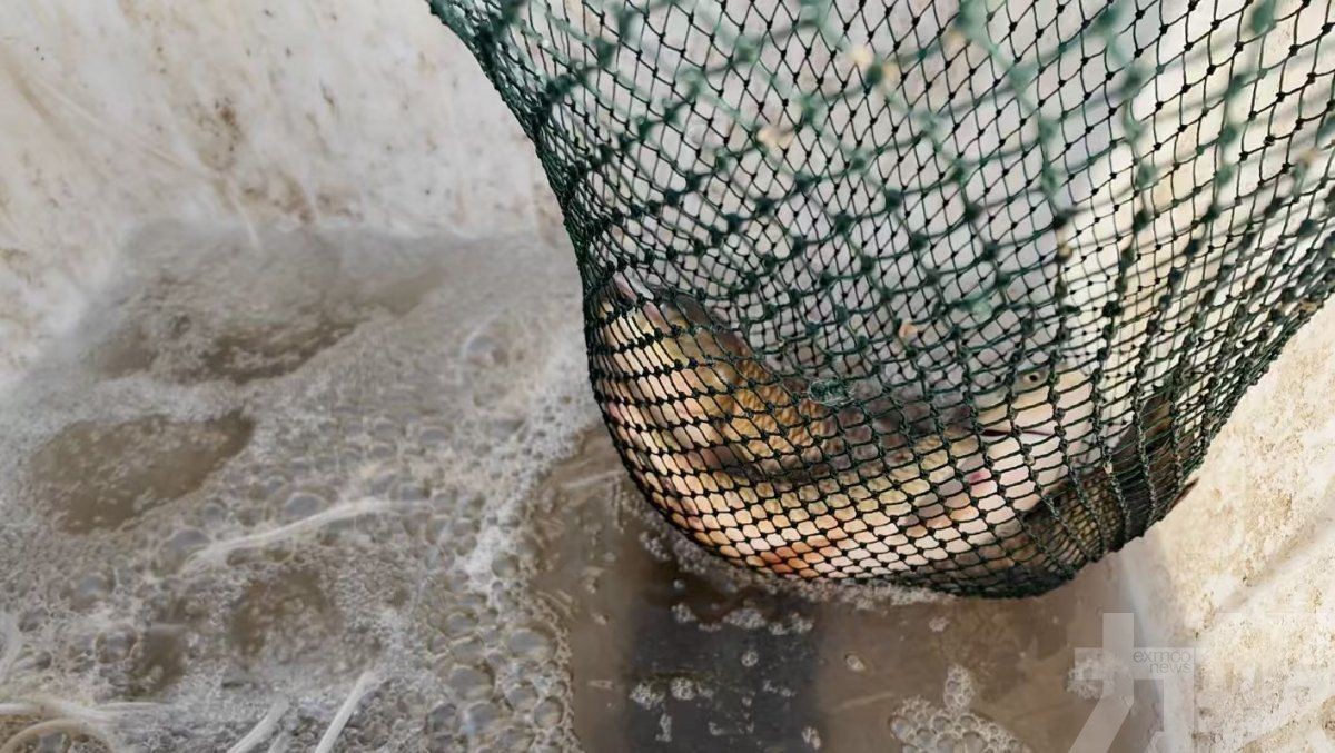 南魚北養擴戈壁漁場