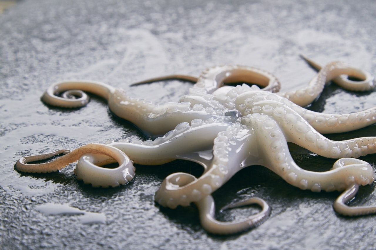 高清晰八爪鱼-章鱼海洋生物壁纸