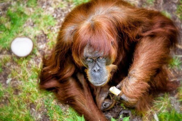 【全球最老】62歲蘇門答臘猩猩逝世