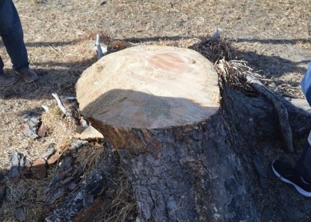 福島「一棵松」枯萎被砍