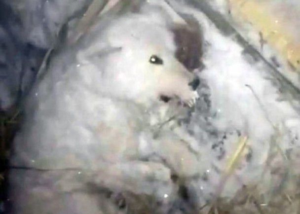 俄國狗狗遭棄-32℃戶外冰封慘死