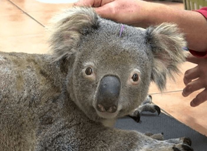 澳洲獸醫用針灸術治癒樹熊