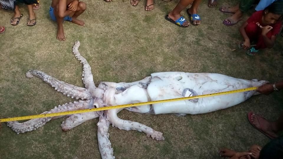 菲漁民捕獲2.4米巨型魷魚