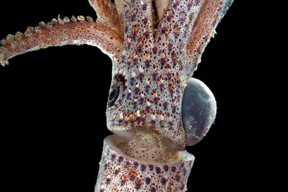 科學家印度洋深海發現新物種