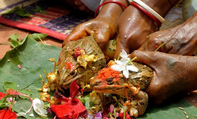 【神奇國度】印度人求雨安排青蛙結婚