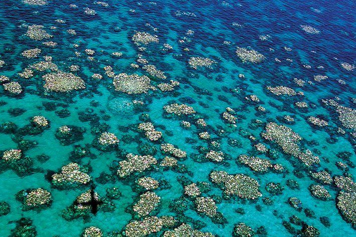 澳洲宣布撥款逾30億救大堡礁