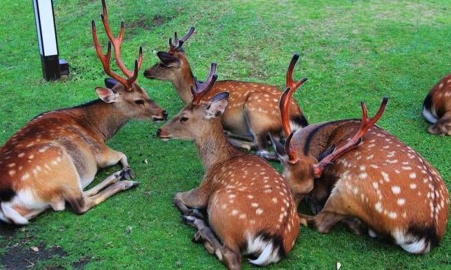 日奈良公園今年首隻鹿BB出世