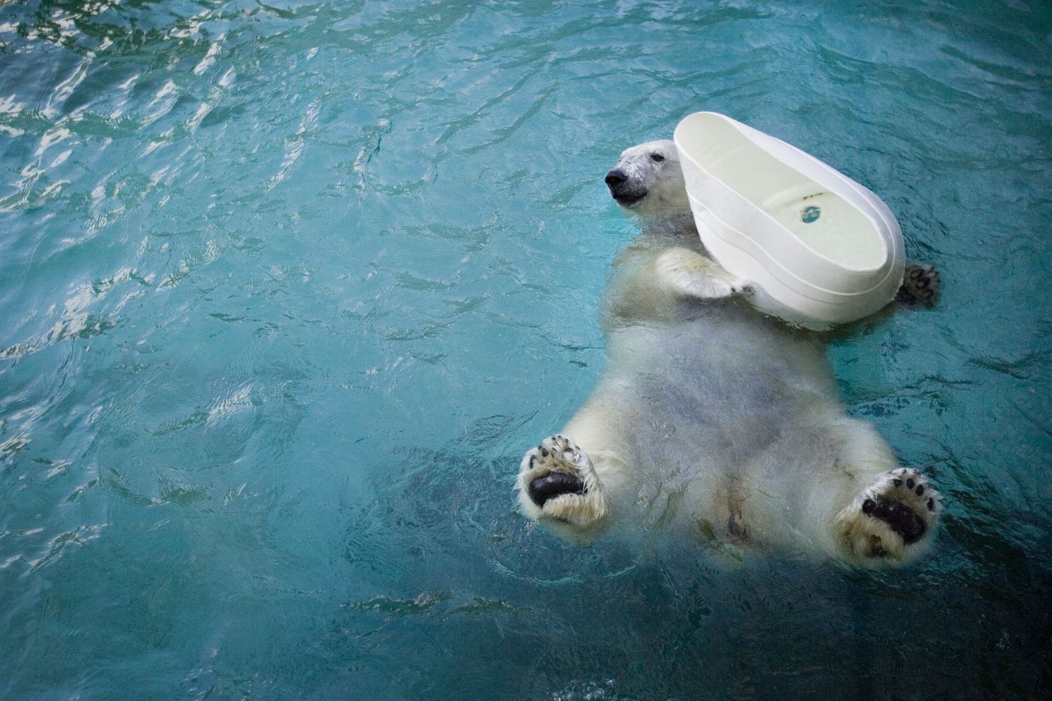 全美最老北極熊離世 終年37歲