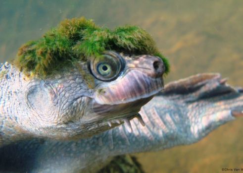 列澳洲「punk頭」隱龜為瀕危動物