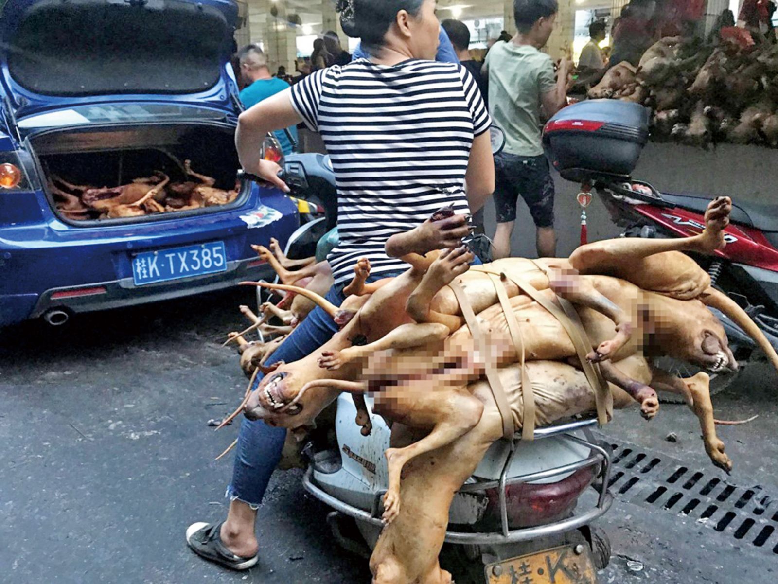 變態食客攜寵物狗吃狗肉