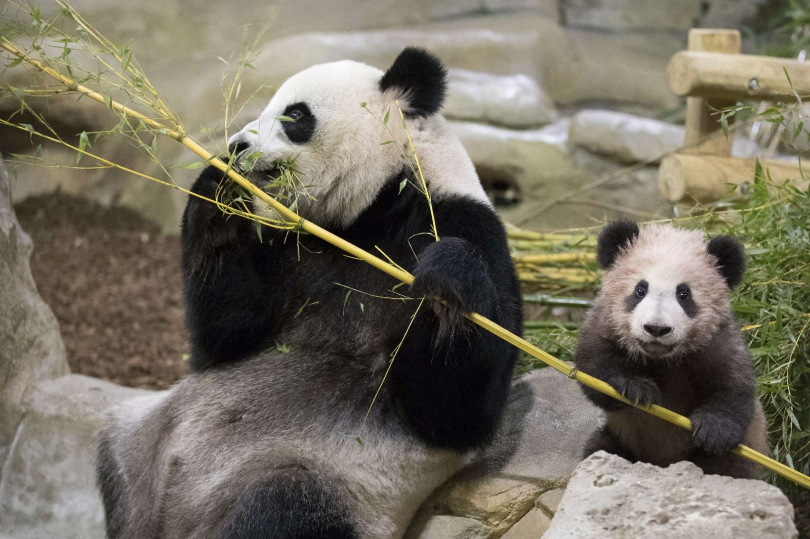 ​法國出生大熊貓「圓夢」首見公眾