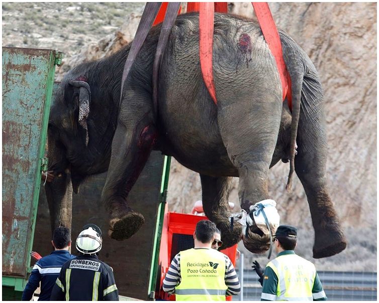 西班牙馬戲團貨車翻側 大象五死傷