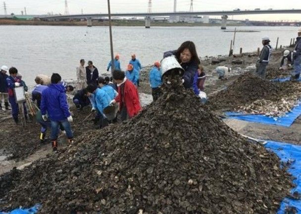 華客日本採蠔丟殼 積100噸蠔殼