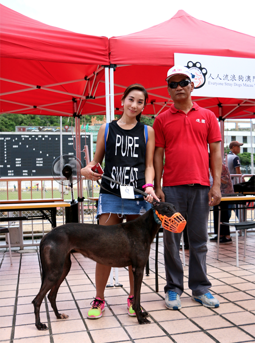 格力犬被領養亦未能「脫身」