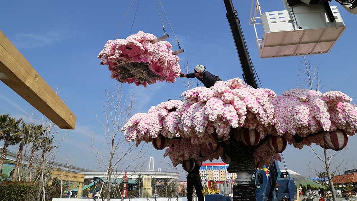日本LEGO樂園砌全球最大櫻花樹