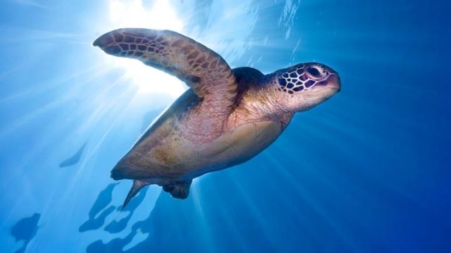 大堡礁綠海龜「全女班」