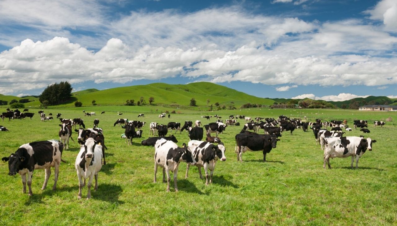 艱難決定！新西蘭將撲殺15萬隻牛