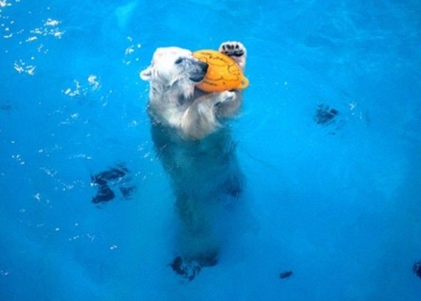 北極熊自學掟波解悶