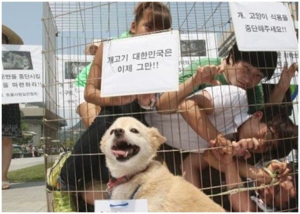 韓法院裁定為吃肉而殺狗違法