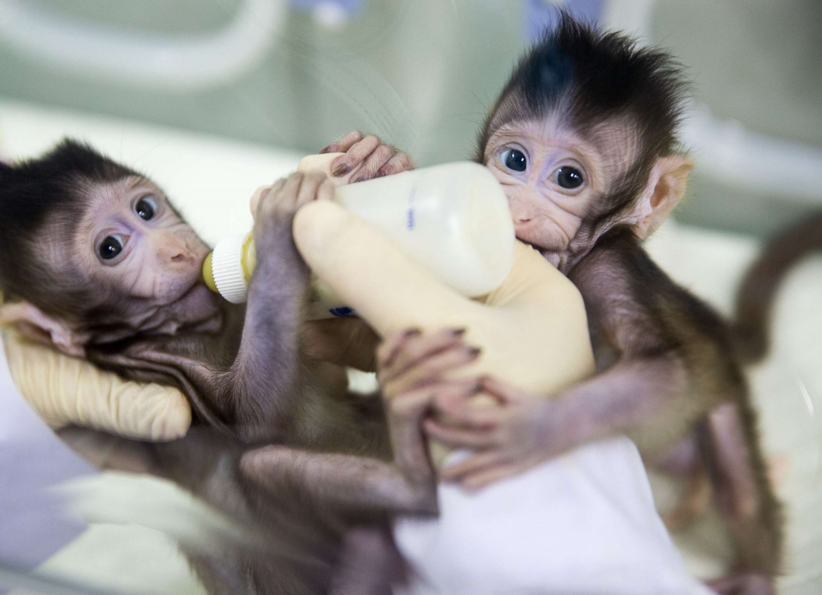中國誕首例體細胞複製猴