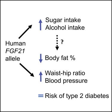 研究：渴糖基因令身體脂肪總量較少