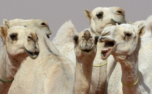 沙特12駱駝打Botox被退賽