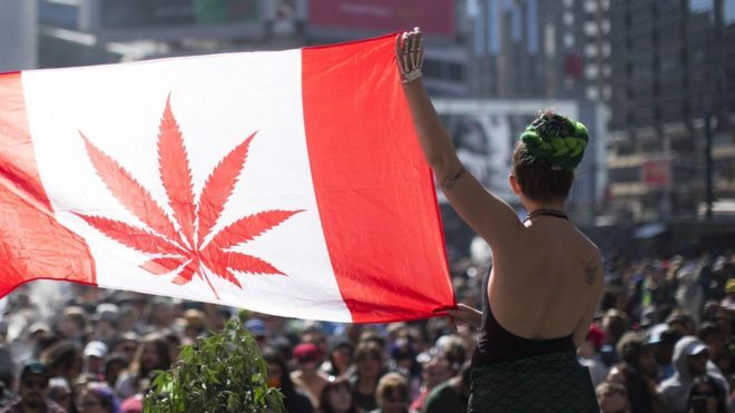加拿大參議院通過消遣大麻合法化