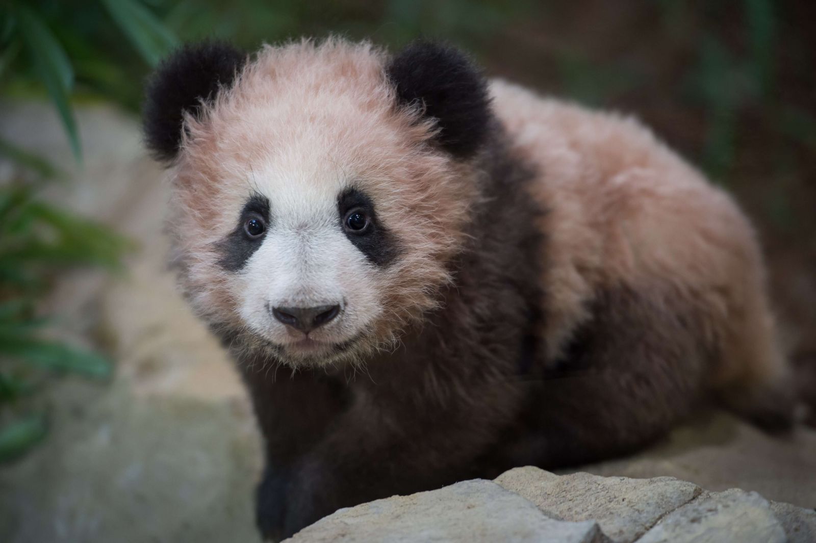 ​法國出生大熊貓「圓夢」首見公眾