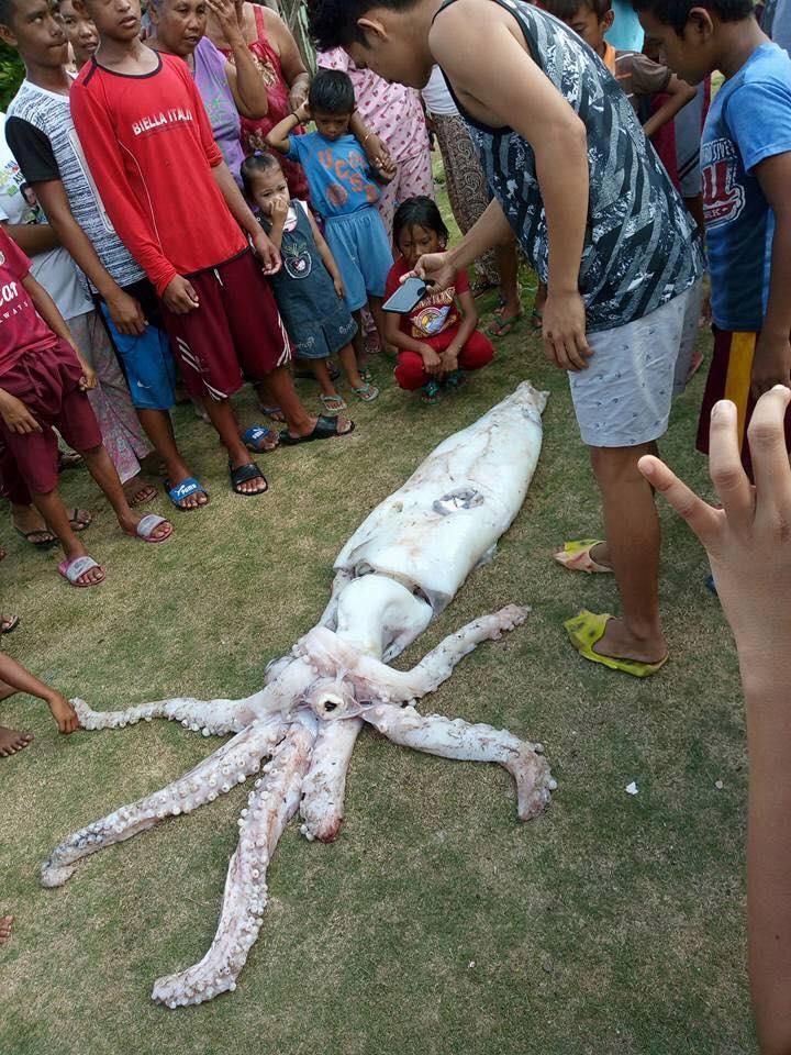 菲漁民捕獲2.4米巨型魷魚