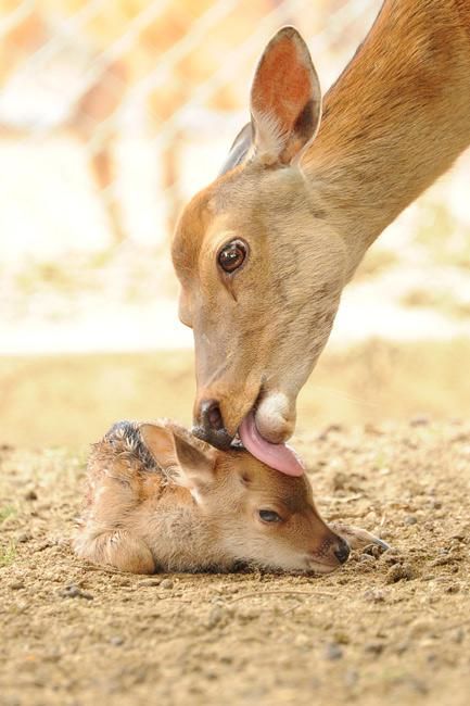 日奈良公園今年首隻鹿BB出世
