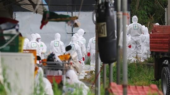 韓國爆新型H5N6禽流感