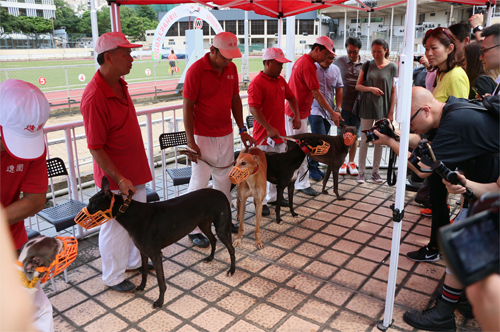 格力犬被領養亦未能「脫身」