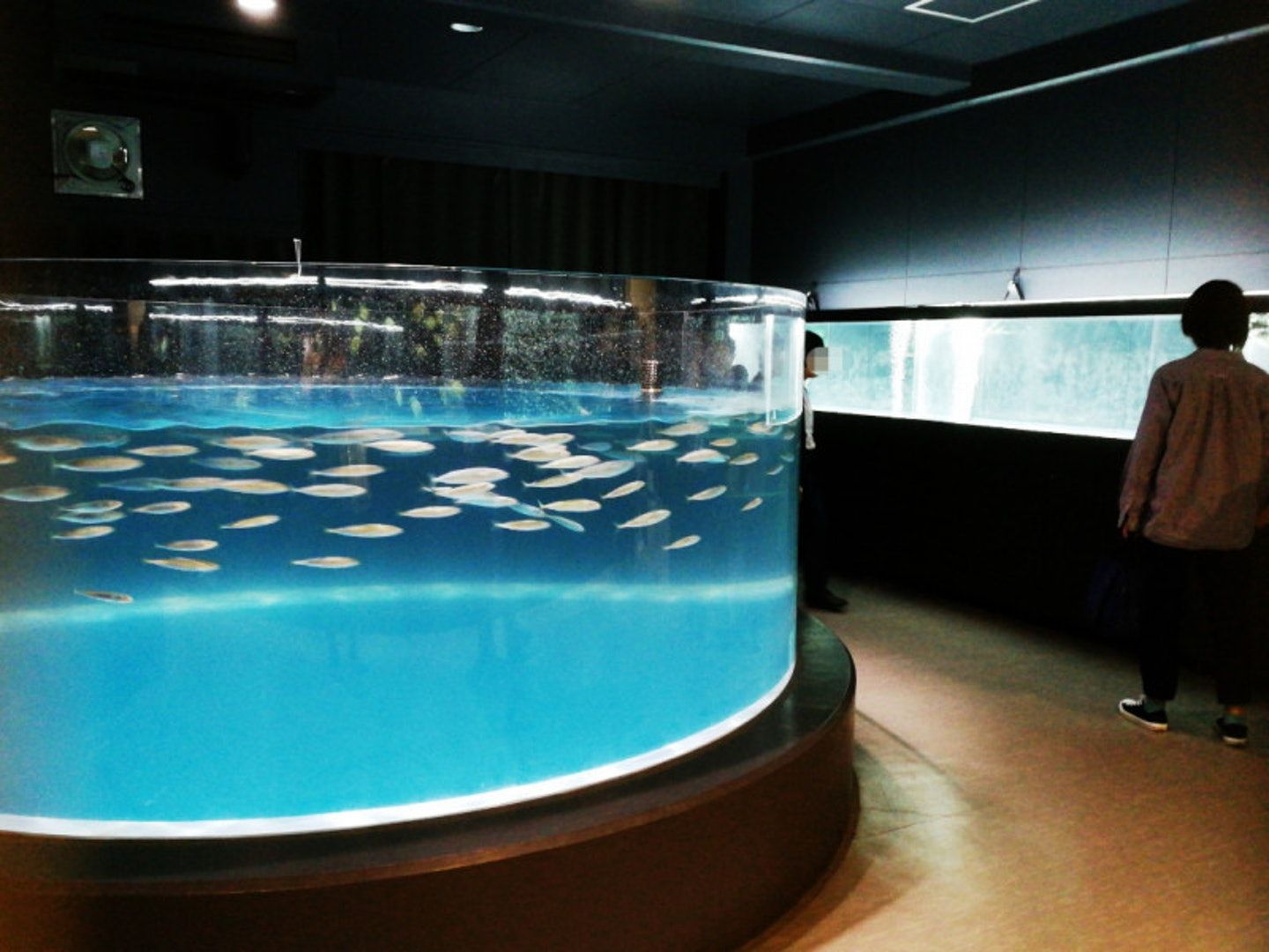 日本廢置學校改建水族館